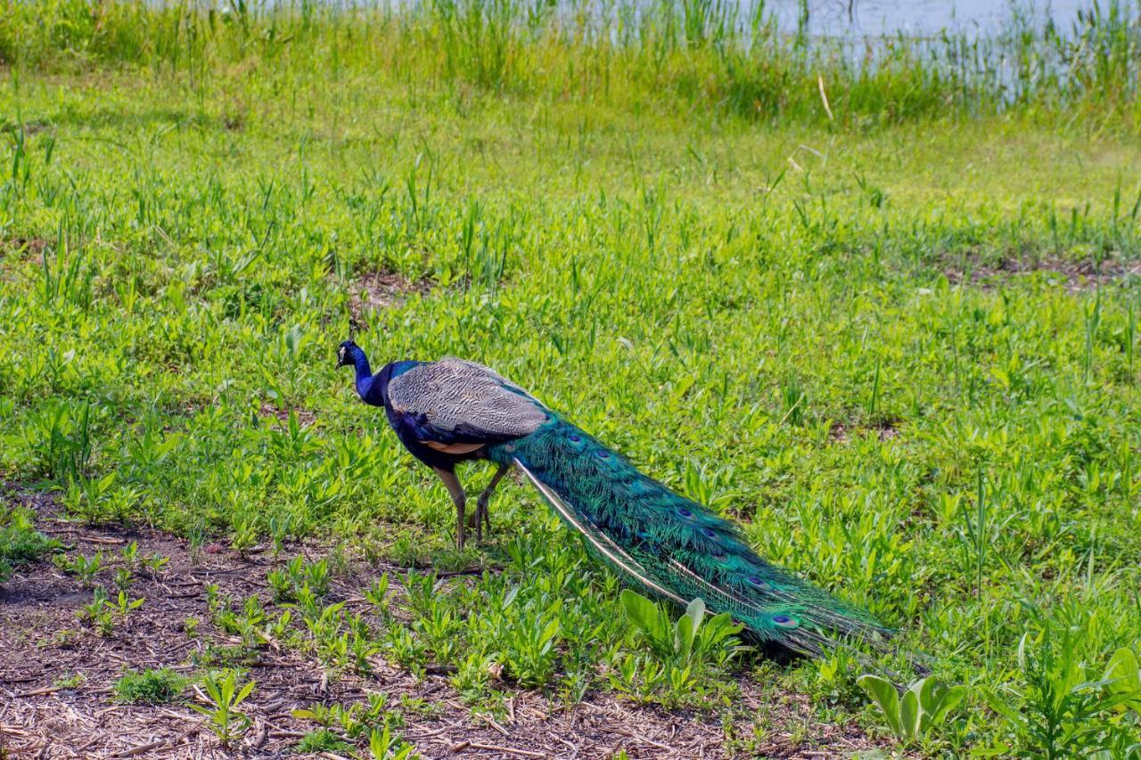 Lakeview & Wildlife Au Gres Eksteriør billede